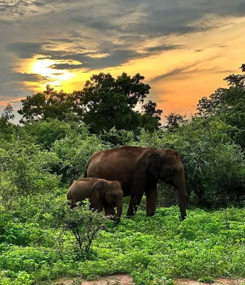 Udawalawe Wildlife&Nature Protection Bungalow Bagian luar foto