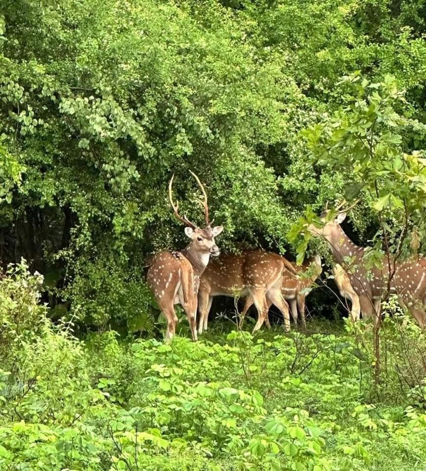 Udawalawe Wildlife&Nature Protection Bungalow Bagian luar foto