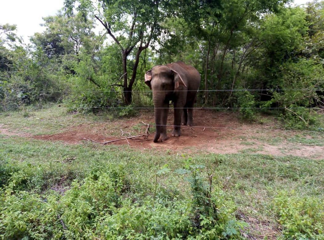 Udawalawe Wildlife&Nature Protection Bungalow Bagian luar foto